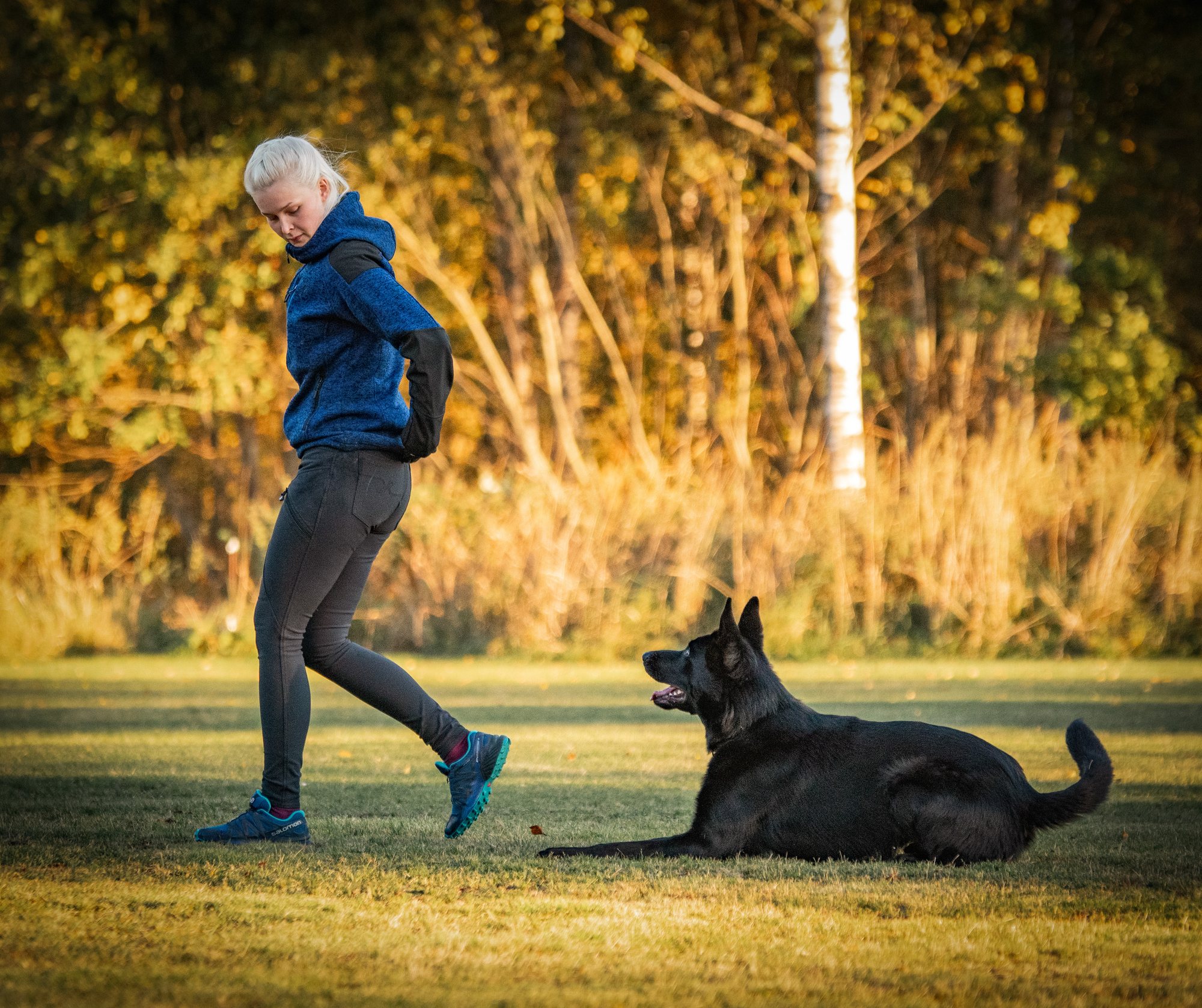 Trainer working a black German Shepherd at golden hour